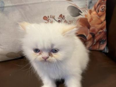 Flame Point Female Persian - Persian - Gallery Photo #1