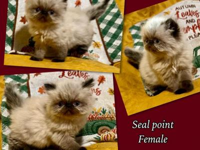 Prada - Persian - Gallery Photo #1