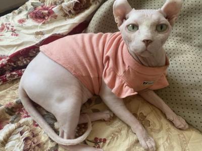 Lucky - Sphynx - Gallery Photo #1