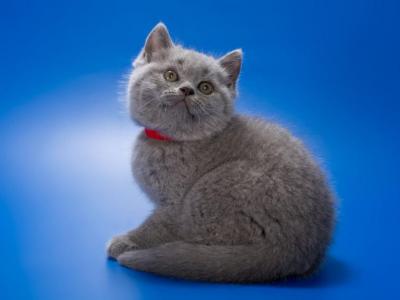 Yakhont - British Shorthair - Gallery Photo #1