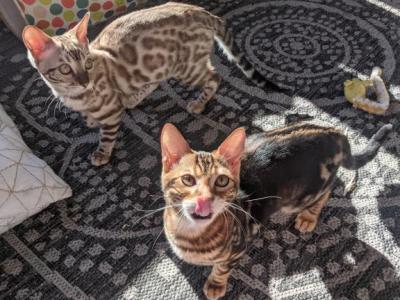 Percy's Litter - Bengal - Gallery Photo #1