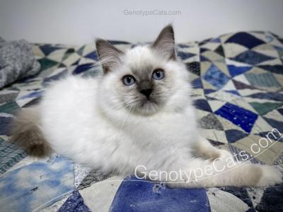 Adrian - Ragdoll - Gallery Photo #1