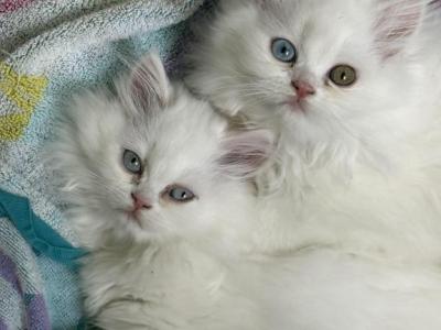 Olive Denver Kip Barbie - Persian - Gallery Photo #1