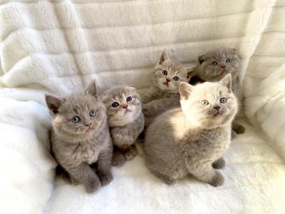 Scottish Fold & Straight Kittens - Scottish Fold - Gallery Photo #1