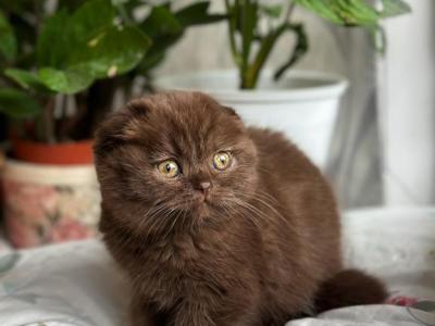 Kinder - Scottish Fold - Gallery Photo #1