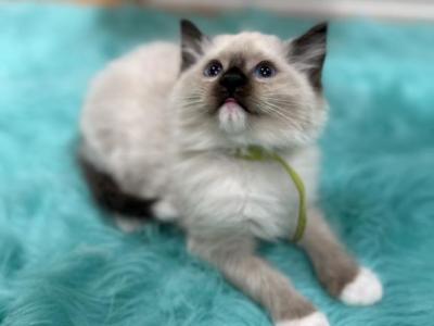 Green Collar Male - Ragdoll - Gallery Photo #1