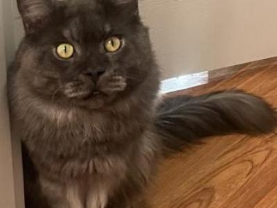 Codi - Maine Coon - Gallery Photo #1