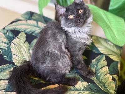 Maine Coon Smokey Black Female - Maine Coon - Gallery Photo #1