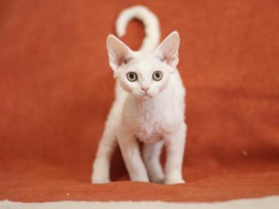 Zara - Devon Rex - Gallery Photo #1