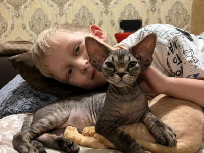 Benedict - Devon Rex - Gallery Photo #1