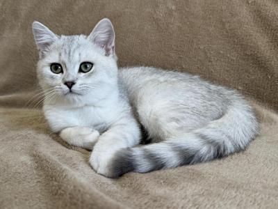 Coconut Silver Shaded - British Shorthair - Gallery Photo #1