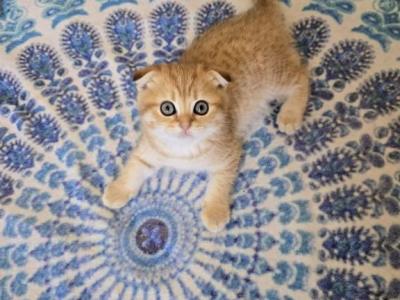 Lio - Scottish Fold - Gallery Photo #1