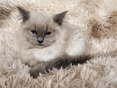 Female Baby Ragdoll - Ragdoll - Gallery Photo #1