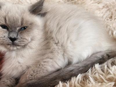 Females Ragdoll Kittens - Ragdoll - Gallery Photo #1