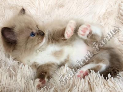 Adorable TICA Seal Mitted Mink Ragdoll Baby Girl - Ragdoll - Gallery Photo #1