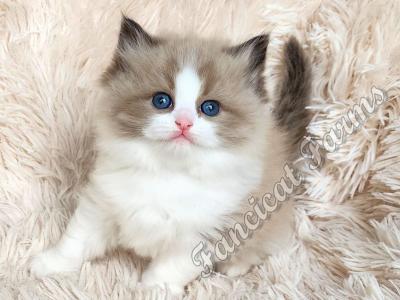 Stunning TICA Seal Bicolor Mink Ragdoll Baby Girl - Ragdoll - Gallery Photo #1