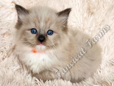 Sweet TICA Seal Mitted Mink Ragdoll Baby Boy - Ragdoll - Gallery Photo #1