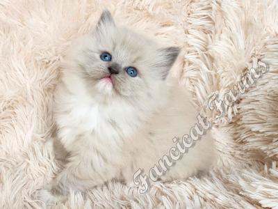 Stunning TICA Blue Mitted Mink Ragdoll Baby Girl - Ragdoll - Gallery Photo #1