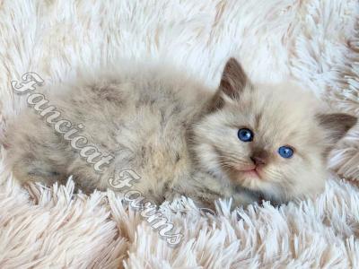 Precious TICA Chocolate Sepia Ragdoll Baby Boy - Ragdoll - Gallery Photo #1