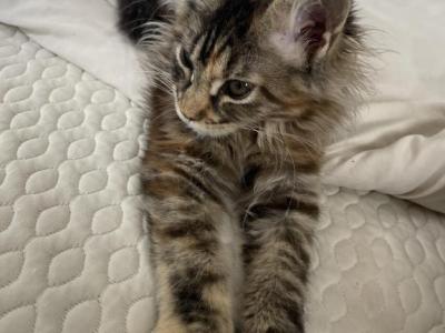 Female MCO Kitten - Maine Coon - Gallery Photo #1