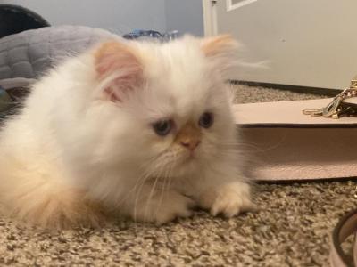 Newbaby - Persian - Gallery Photo #1