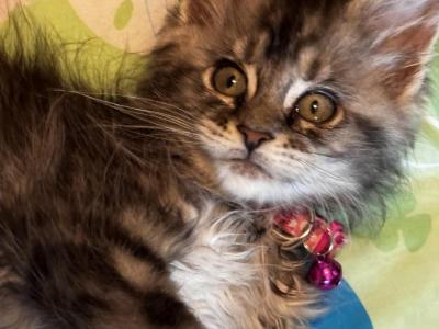 Fern - Maine Coon - Gallery Photo #1