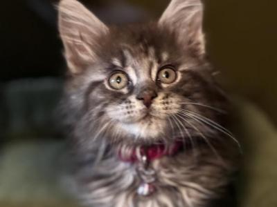 Willow - Maine Coon - Gallery Photo #1