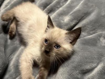 Purebred Siamese Kittens - Siamese - Gallery Photo #1