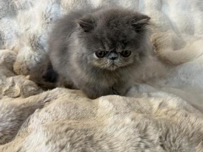 Blue Kitten - Persian - Gallery Photo #1