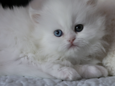 Willow AMK Cattery CFA Registered - Persian - Gallery Photo #1