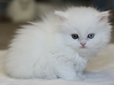 Oliver AMK Cattery CFA Registered - Persian - Gallery Photo #1