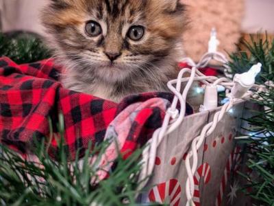 Holiday Litter - Maine Coon - Gallery Photo #1