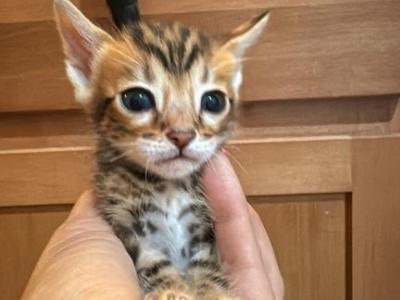 Keanu Litter - Bengal - Gallery Photo #1