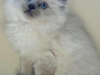 Blue Point - Ragdoll - Gallery Photo #1