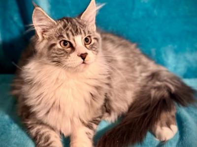 Polina - Maine Coon - Gallery Photo #1