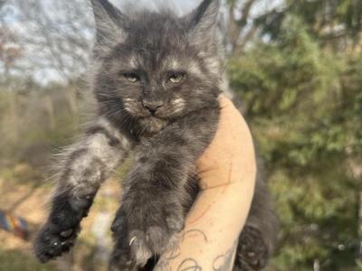 Black Smoke  Baby Boy - Maine Coon - Gallery Photo #1