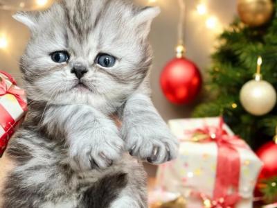 Penelopes Christmas Babies - Persian - Gallery Photo #1