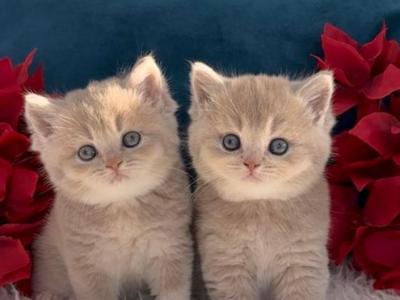 CHANEL Litter - British Shorthair - Gallery Photo #1