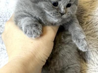 Diamond - British Shorthair - Gallery Photo #1