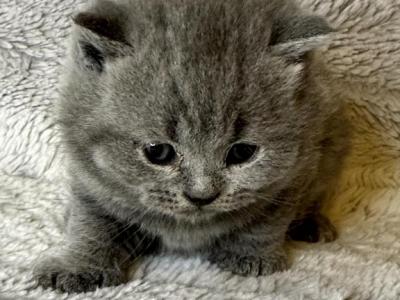 Nora - British Shorthair - Gallery Photo #1