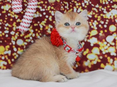 Golden Shaded British Shorthair Female - British Shorthair - Gallery Photo #1