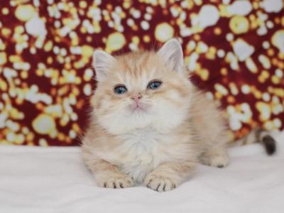 Golden Spotted British Shorthair Boy - British Shorthair - Gallery Photo #1