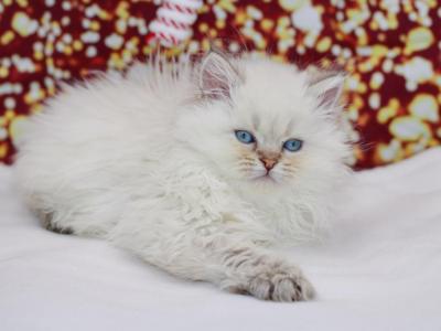 Blue Color Point British Longhair Girl - British Shorthair - Gallery Photo #1