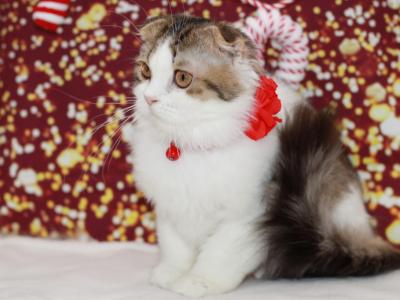 Black Brown Tabby Bicolor Scottish Fold Longhair - Scottish Fold - Gallery Photo #1