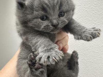 New Born Kittens - British Shorthair - Gallery Photo #1