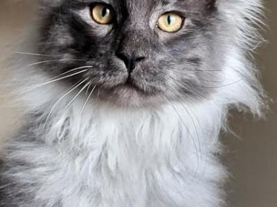 Greenjack Apex - Maine Coon - Gallery Photo #1