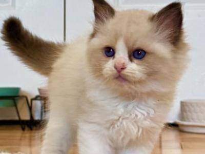 RALPH - Ragdoll - Gallery Photo #1