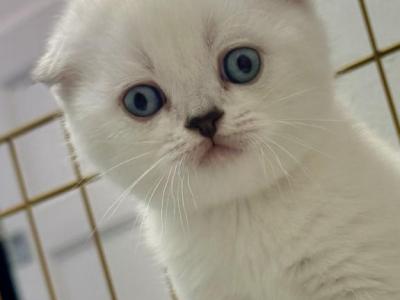 No Name Yet - Scottish Fold - Gallery Photo #1