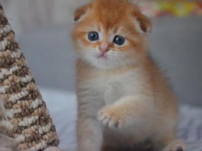 Scottish Fold Boy Inky - Scottish Fold - Gallery Photo #1