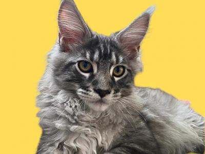 Consul - Maine Coon - Gallery Photo #1